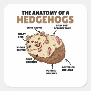 Adesivo Quadrado Bonita Explicação De Hedgehog Anatomia De Hedgeh