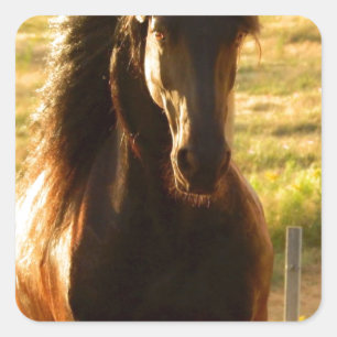 ADESIVO QUADRADO BONITA FRIESIA HORSE STALLION
