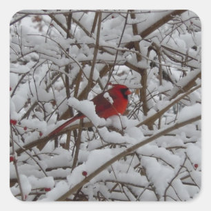 Adesivo Quadrado Bonito Cardeal Vermelho no Vedante de Árvore Neve