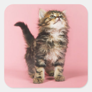 Adesivo Quadrado Bonito no gatinho cor-de-rosa