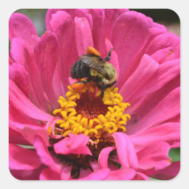 Adesivo Quadrado Bonito rosa rosa rosa, rosa, Zinnia Bumble bee (Frente)