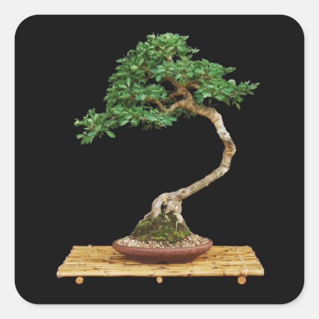 Adesivo Quadrado Bonsai Tree Sticker Set (Frente)