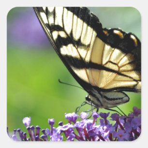 Adesivo Quadrado Borboleta amarela e preta na Lavanda