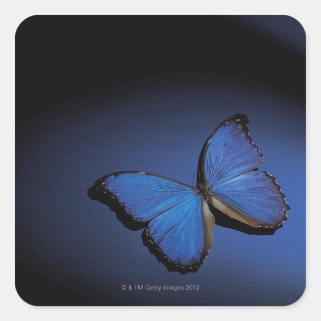 Adesivo Quadrado Borboleta azul (Frente)