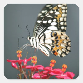 Adesivo Quadrado Borboleta branca preta e amarela em flores rosa