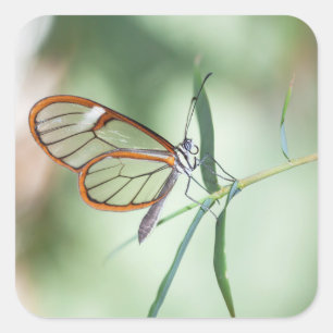 Adesivo Quadrado Borboleta Charming Clear-Wing