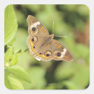 Adesivo Quadrado Borboleta comum do buckeye, Junonia coenia.