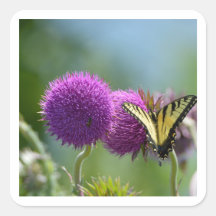 Borboleta da Cauda Yello Swallow