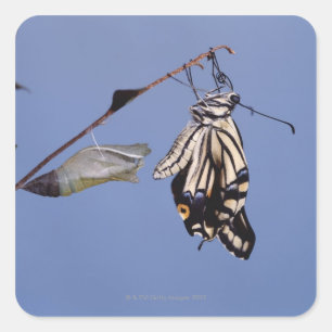 Adesivo Quadrado Borboleta de Swallowtail após a metamorfose