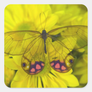 Adesivo Quadrado Borboleta em amarelo