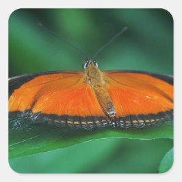 Adesivo Quadrado Borboleta Laranja Brilhante e Preta na Folha