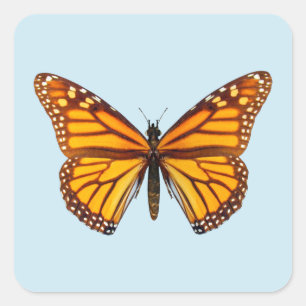 Adesivo Quadrado Borboleta Monarca