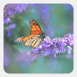 Adesivo Quadrado Borboleta Monarca na Flor Lilás Roxo