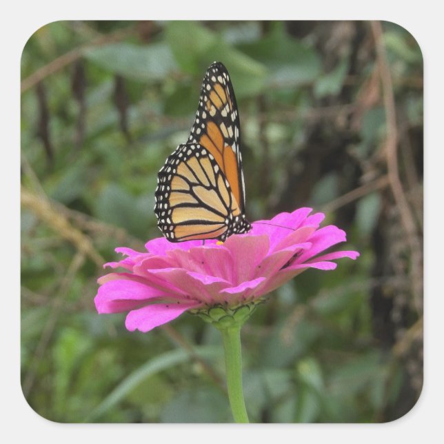 Adesivo Quadrado Borboleta Monarca numa Flor Zinina Rosa Bonito (Frente)