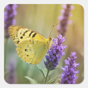 Adesivo Quadrado Borboleta na Lavanda