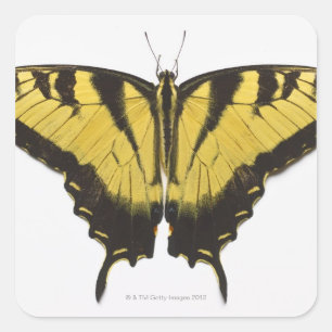 Adesivo Quadrado Borboleta ocidental de Swallowtail do tigre