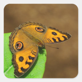 Adesivo Quadrado Borboleta Pansy Peacock