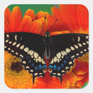 Adesivo Quadrado Borboleta Rabo de Andorinha em Gerbera Daisy