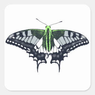 Adesivo Quadrado Borboleta Swallowtail de Sinalizador Agender