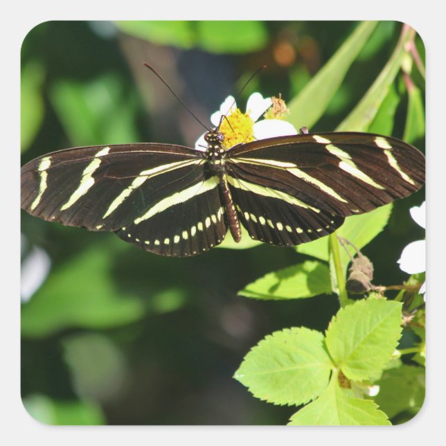 Adesivo Quadrado Borboleta Zebra Longwing (Frente)
