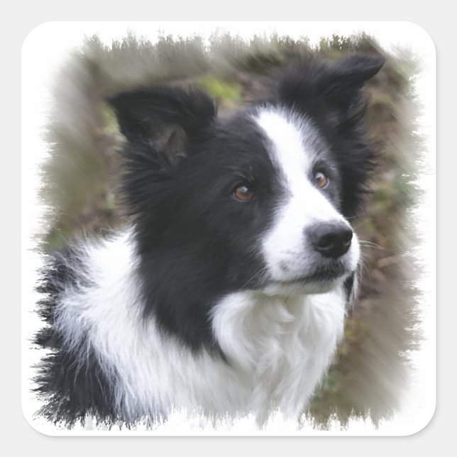 Adesivo Quadrado Border Collie Art (Frente)