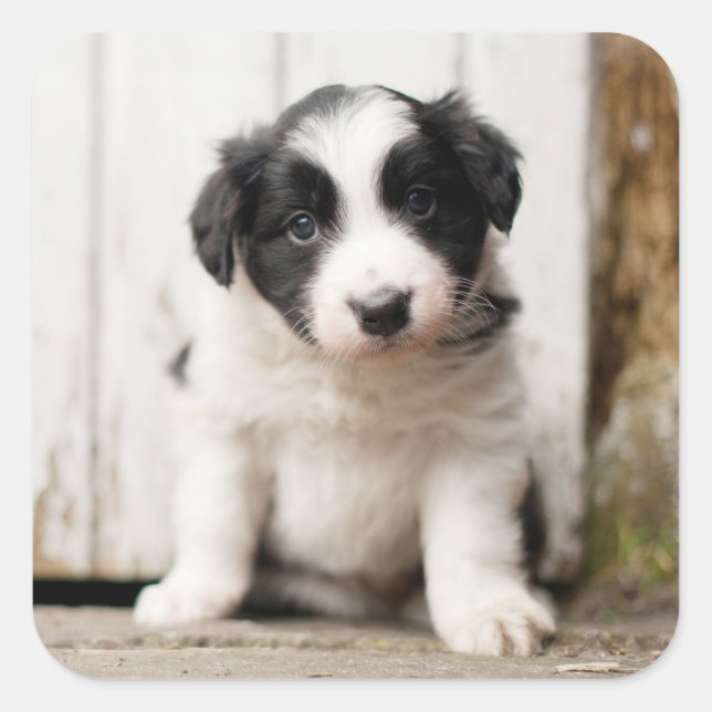 Adesivo Quadrado Border Collie Puppy (Frente)