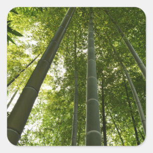 Adesivo Quadrado Bosque de Bambu: Tóquio, Japão
