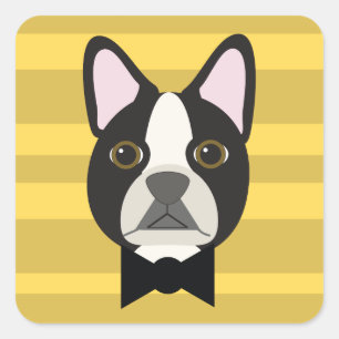 Adesivo Quadrado Boston Terrier