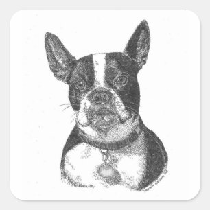 Adesivo Quadrado Boston Terrier