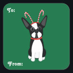 Adesivo Quadrado Boston Terrier Christmas Gift Stickers<br><div class="desc">Boston Terrier com uma banda de canas doce de cabeça de Natal com palitos de presentes! Estes adesivos são personalizáveis.</div>