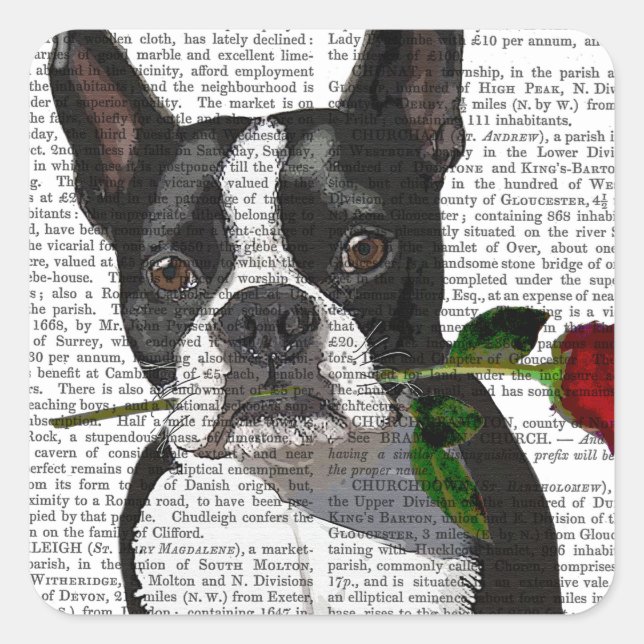 Adesivo Quadrado Boston Terrier com Rosa em Boca (Frente)