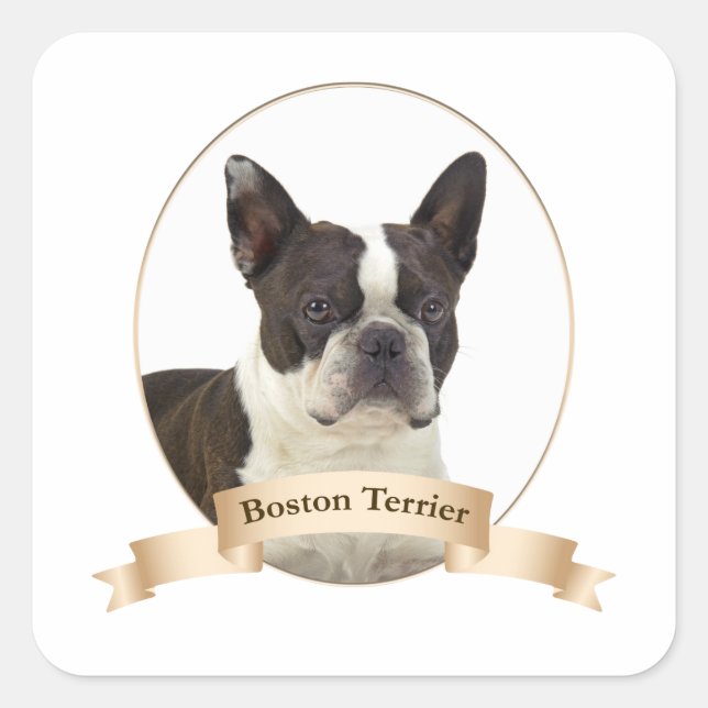 Adesivo Quadrado Boston Terrier Stickers (Frente)