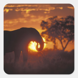 Adesivo Quadrado Botswana, Parque Nacional Chobe, Elefante macho