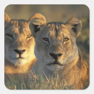 Adesivo Quadrado Botswana, Parque Nacional Chobe, Leões