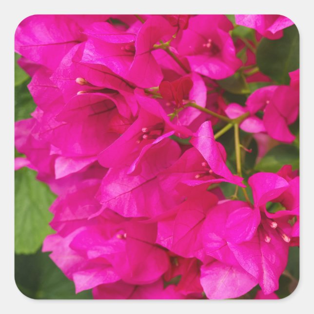 Adesivo Quadrado Bougainvillea Floral Stickers (Frente)