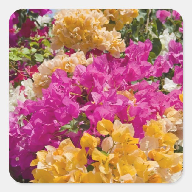 Adesivo Quadrado Bouganvilleau, Cayman Brac, Ilhas Cayman, (Frente)