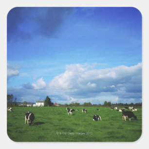 Adesivo Quadrado Bovinos Holstein-Frísia perto de Thurles, Co