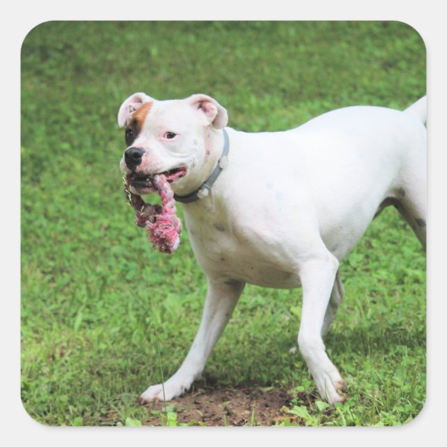 Adesivo Quadrado Boxer (Frente)