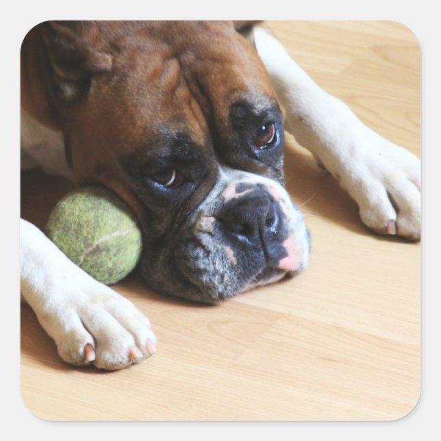 Adesivo Quadrado Boxer Dog Stickers (Frente)