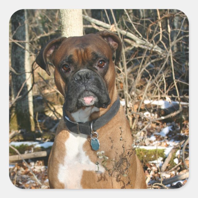 Adesivo Quadrado Boxer in the Woods (Frente)