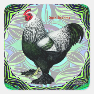 Adesivo Quadrado Brahma: Rico Dark Rooster