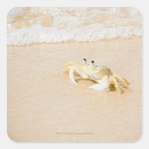 Adesivo Quadrado Brasil, Rio de Janeiro, Buzios, caranguejo sobre