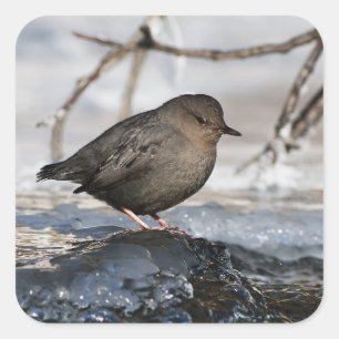 Adesivo Quadrado Brave American Dipper