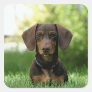 Adesivo Quadrado Brown Dachshund Puppy