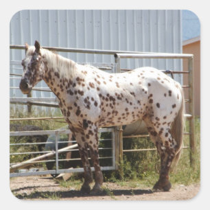 Adesivo Quadrado Brown manchou o cavalo do Appaloosa