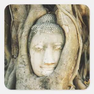 Adesivo Quadrado Buda Cabeça na Árvore Fig. Ayutthaya, Tailândia