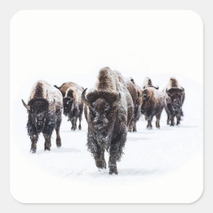 Adesivo Quadrado Búfalo
