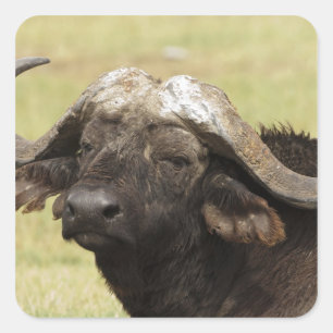 Adesivo Quadrado Búfalo Africano, Syncerus caffer