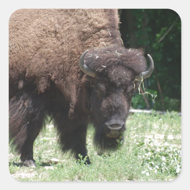 Adesivo Quadrado Buffalo no Campo (Frente)