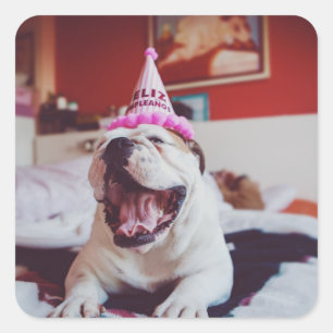 Adesivo Quadrado Buldogue britânico das imagens   de Getty